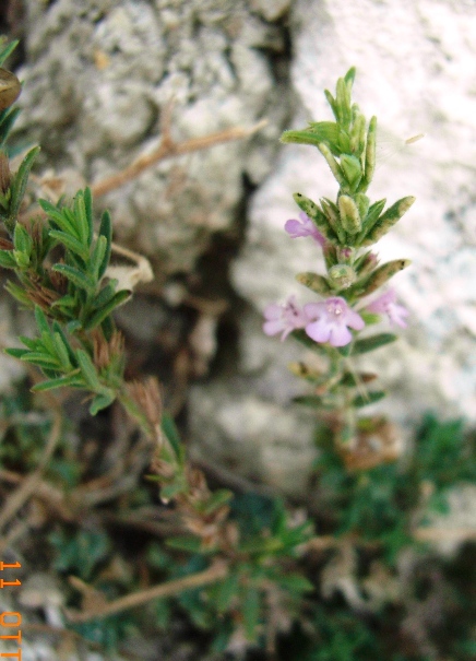 Piccola labiatae - Micromeria sp.